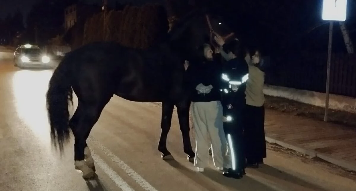 Koń szedł sobie ulicą Przedborską. Właściciel nie miał pojęcia, że zwierzę wybrało się na spacer