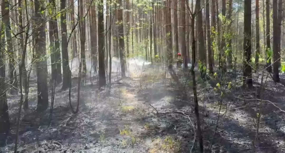 [WIDEO] 16 zastępów straży gasiło pożar lasu przez prawie dziewięć godzin. Wodę trzeba było dowozić