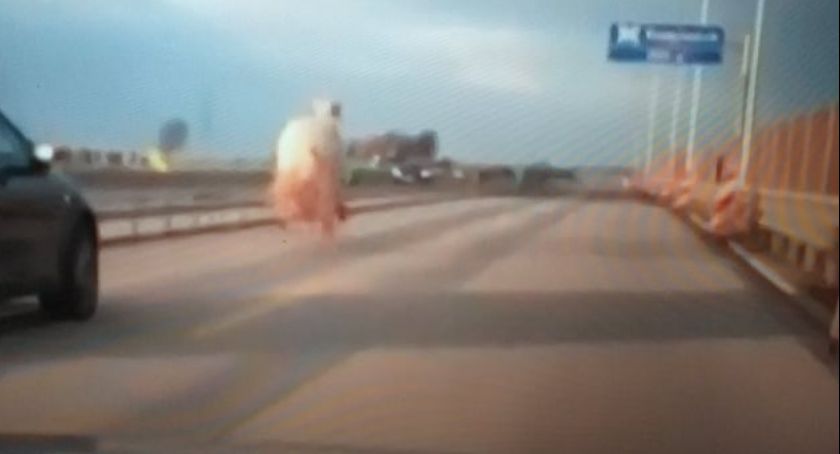 Konie pędziły autostradą A1 w Kamieńsku