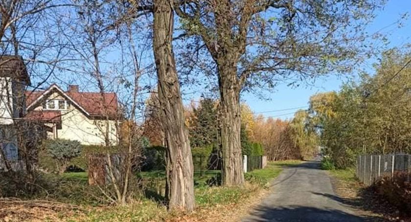 Mieszkańcy Wieniawskiego: chcą wyciąć 80-letnie drzewa. Urząd: żadne nie zostanie wycięte