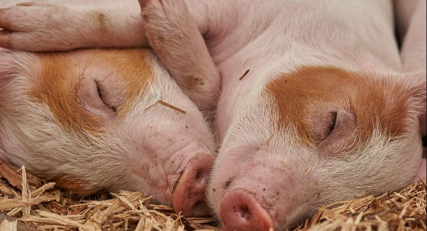 Cztery gminy w strefie żółtej. Jest decyzja Powiatowego Lekarza Weterynarii