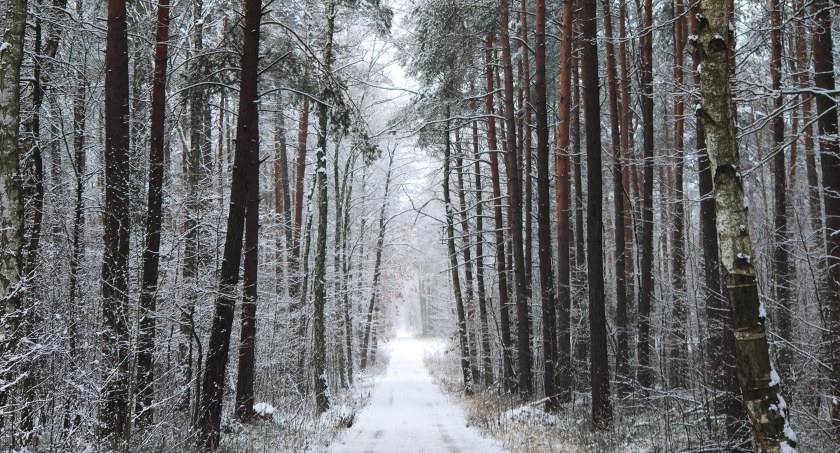 Meteorolodzy zapowiadają białe święta. I to na 90 procent. Śnieg ma zacząć padać wieczorem