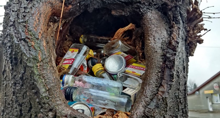 Śmieci w drzewie, mimo że obok znajdują się dwa kosze 