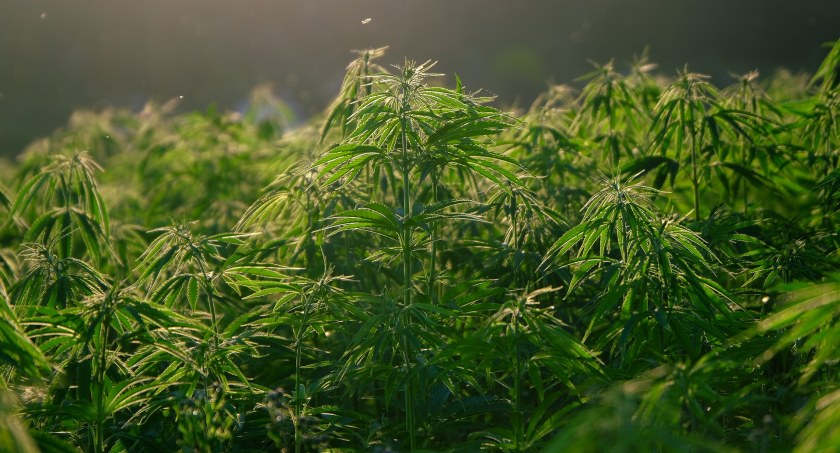 Od marca 2021 r. na terenie powiatu można uprawiać konopie 