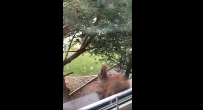 [Wideo] Pan Paweł z Przedborza mówi, że wiewiórki odwiedzają go bardzo często