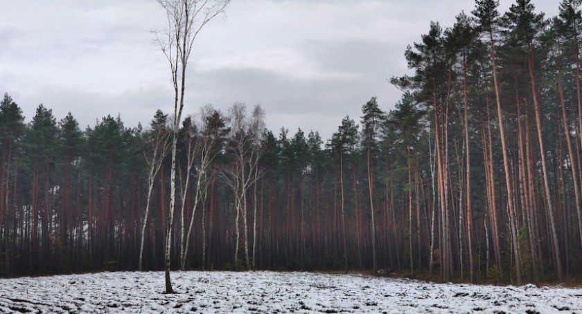 W lesie znaleziono ludzką żuchwę. Okazało się, że to szczątki zaginionego dwa lata temu radomszczanina