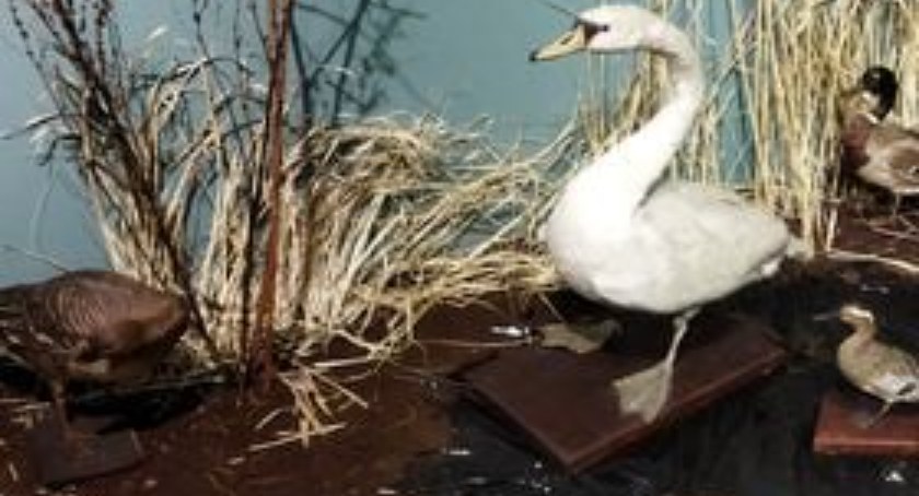 Zwierzęta wokół nas: wystawa przyrodnicza w Muzeum Regionalnym
