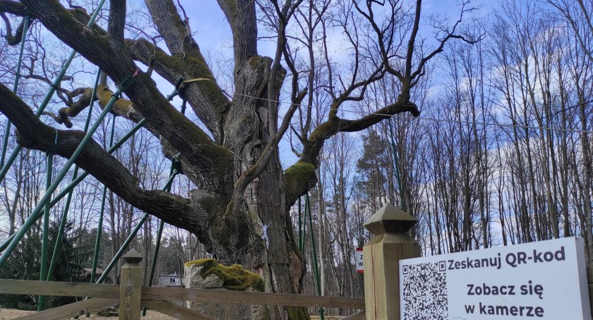 Małe dęby, klony pomnikowego Bartka, zostaną posadzone w Radomsku