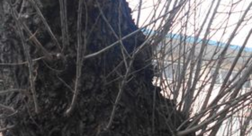 Radomszczanin martwi się o topolę na Żeromskiego: Straszy, a powinna być pielęgnowana 