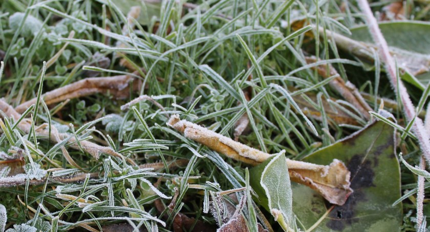 Prognozowane są przymrozki. Temperatura spadnie do -3 stopni C