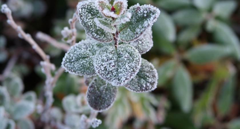 Uwaga! Meteorolodzy ostrzegają. Tej nocy znów czekają nas przymrozki. Nawet kilkustopniowe