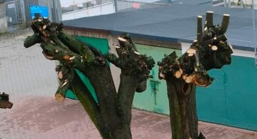 Czytelniczka: Jestem laikiem jeśli chodzi o przycinanie drzew, ale wydaje mi się, że w tym wypadku kogoś poniosło