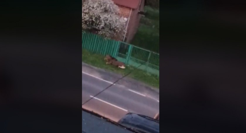 [Wideo] Pięć łosi na ulicy Narutowicza. Jeden z nich zaplątał się w siatkę ogrodzenia