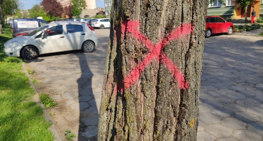 Zgoda na wycinkę. W tym roku największa była przy Szóstce. Urząd urzędowi wystawia zezwolenia