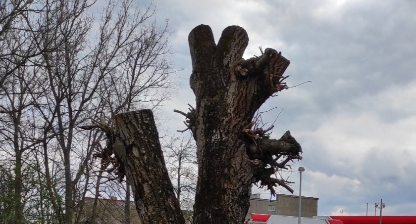 Przedborska masakra piłą spalinową. Paweł Zięba pyta: kto i dlaczego na to pozwolił