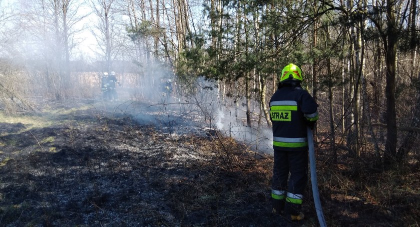 Pożar młodnika przy ulicy Strzałkowskiej w Radomsku gasiły cztery jednostki