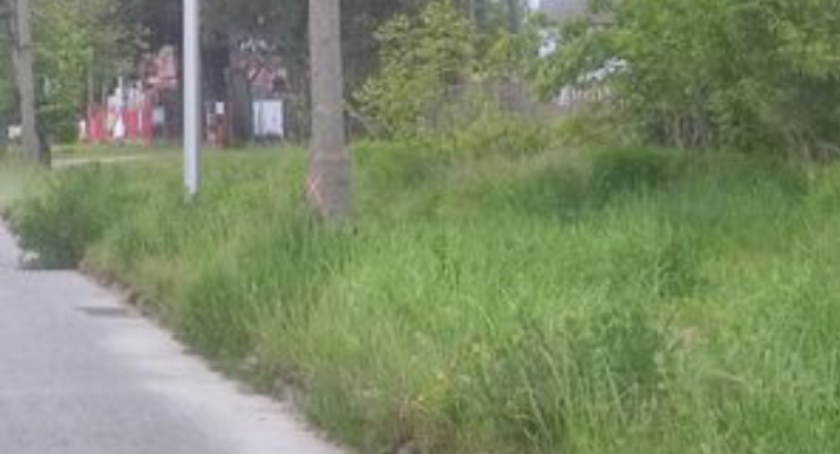 [Sonda] Czytelnik: trawa przy Sucharskiego ma już metr. Koszą ją raz w roku. A Waszym zdaniem? Kosić czy nie? Głosujcie