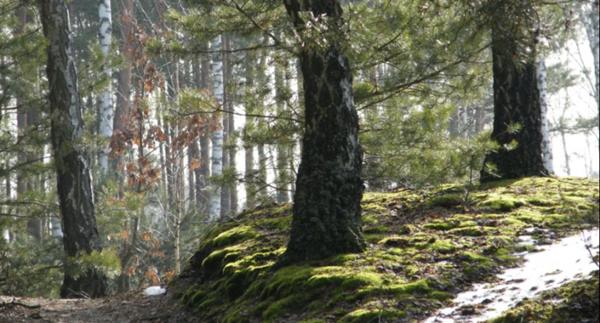 34. rocznica utworzenia Przedborskiego Parku Krajobrazowego. Powierzchnia Parku to ponad 16,5 ha