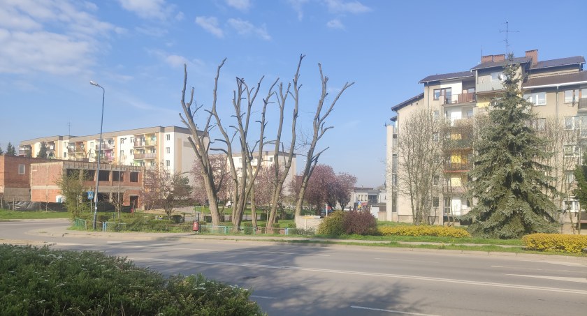 Urząd miasta: Spółdzielnie i wspólnoty „ogławiają” drzewa. I dlatego organizuje szkolenie i wszczyna postępowania