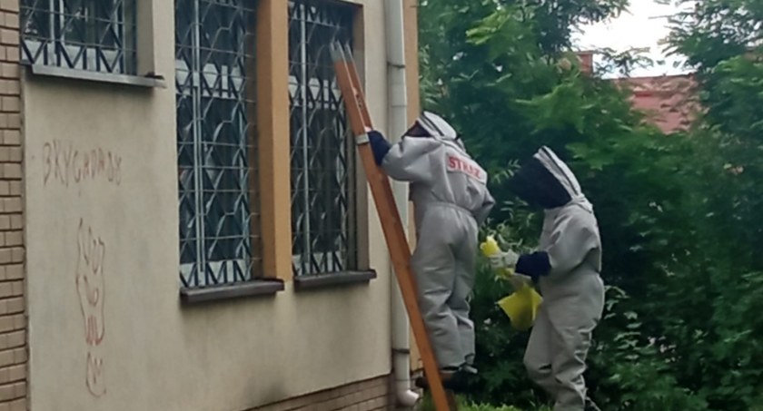 Strażacy ochotnicy z Radomska i Wielgomłyn usuwali gniazdo os. Owady założyły gniazdo w szkole