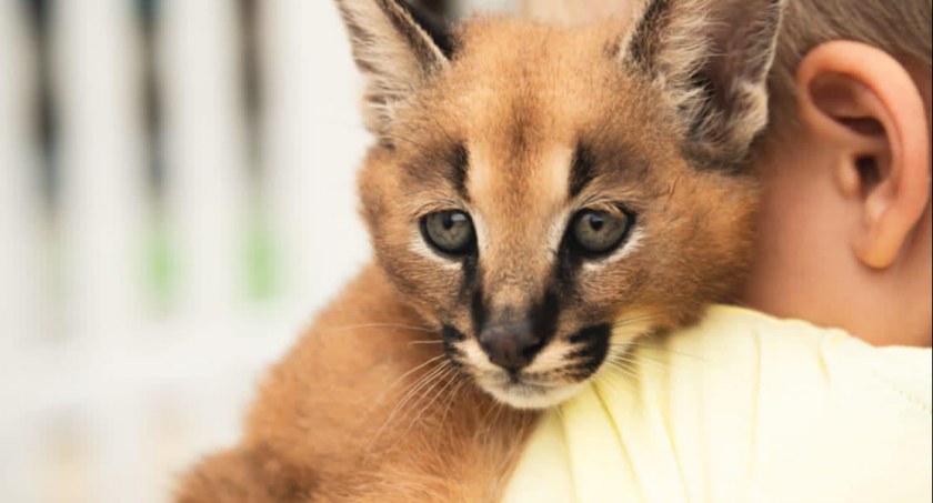 Inspektorzy sprawdzili mini ZOO: zwierzętom nie dzieje się krzywda, zarzuty są nieprawdziwe