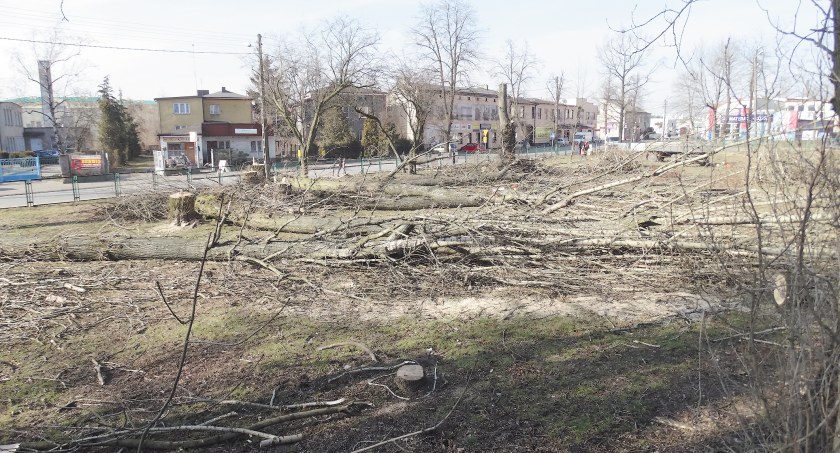 Zarąbali Radomsko. Tylko w sześciu inwestycjach wycięto 427 drzew