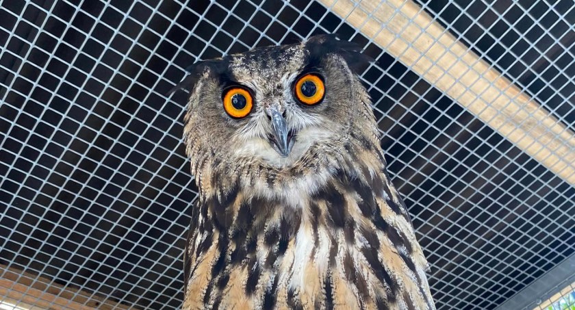  Właściciel Mini Zoo odpowiada: co zrobiłeś/zrobiłaś, aby świat zwierząt i ludzi stał się lepszy 