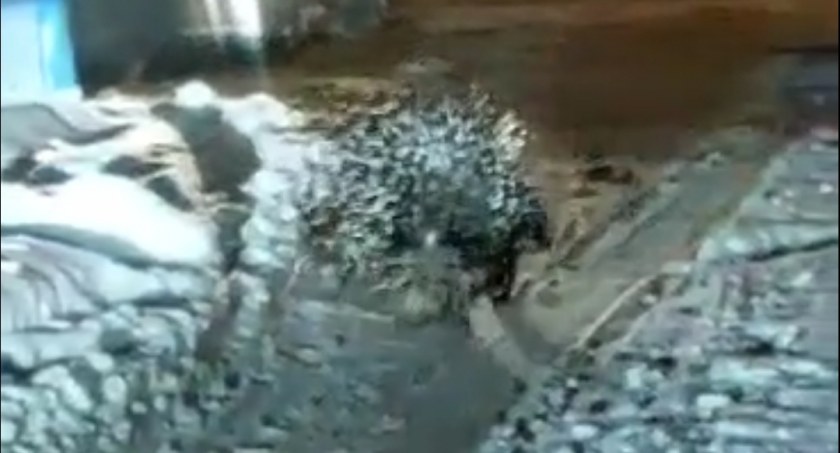 [WIDEO] Z Mini ZOO przy Leśnej uciekł jeżozwierz. Ostatnio był widziany na Brzeźnickiej 