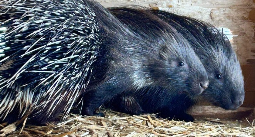 Uciekinier Staś, jeżozwierz z Mini ZOO, po kilkudniowym gigancie złapany. Na szczęście nic mu się nie stało