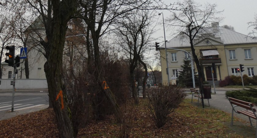 Kolejnych siedem drzew w centrum oznaczono do wycięcia. „Są młode, żywotne, w dobrym stanie”