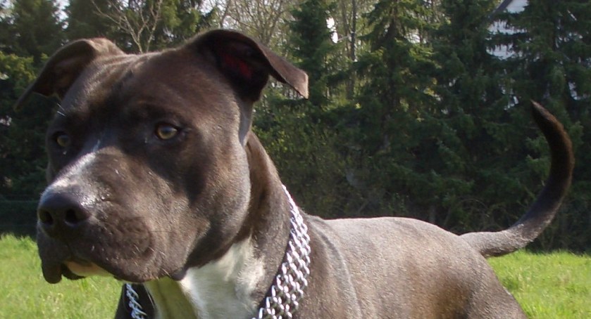 W mieście pojawiły się trzy bezpańsko biegające psy rasy amstaff- policja apeluje o ostrożność!