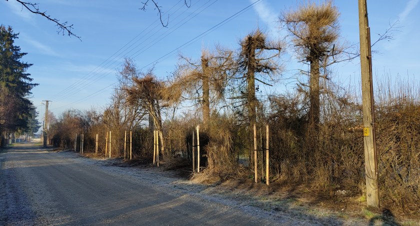 Łowiecka kłóci się o nowe drzewa: „Po co sadzą po liniami energetycznymi?