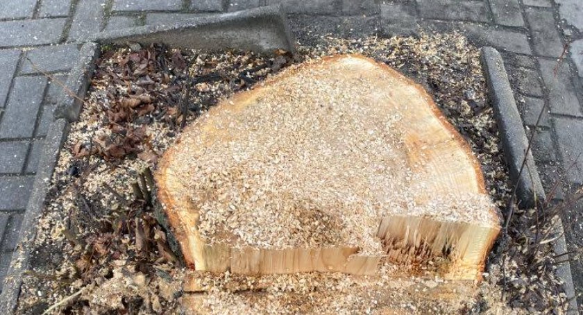 Czytelniczka: Znów tną drzewa. Tym razem na Sierakowskiego przy przejeździe kolejowym