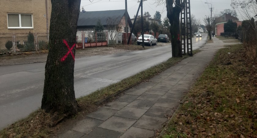 Urząd miasta: Na Sienkiewicza wytniemy kilka drzew, ale posadzimy nowe. I do tego krzewy