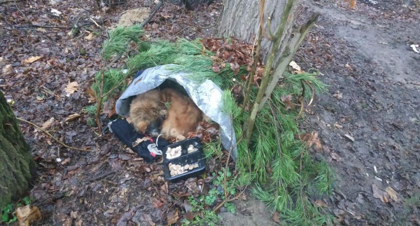 Radomszczanka: Ktoś porzucił psa w lesie przy Sosnowej. Pracownicy schroniska: Nigdy do końca nie wiadomo