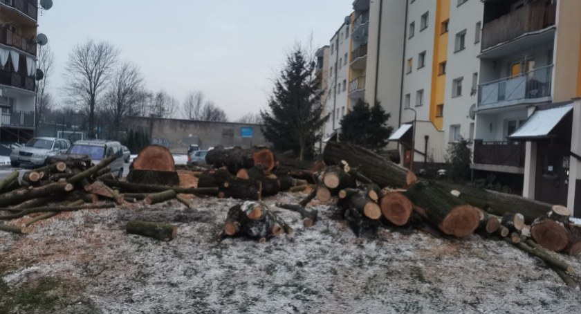 Mistrzowie wycinek: W Radomsku cztery tysiące drzew pod topór