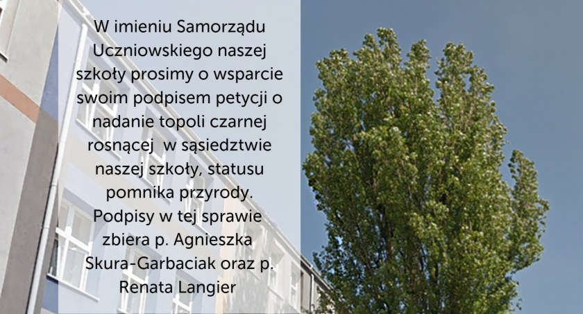 Zachowajmy krajobraz! Uczniowie II Liceum Ogólnokształcącego walczą o topolę czarną rosnącą przed szkołą