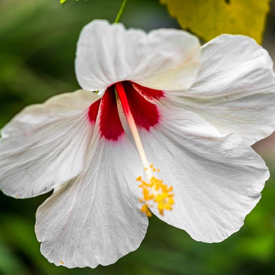 Spółdzielnia Hibiscus już ma władze: Porzeżyński, Gościej, Marcinkowska, Dudek, Szeląg