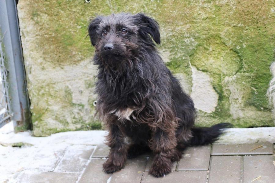 [ZDJĘCIA] Nie kupuj, adoptuj. Te psy i koty czekają na was w schronisku