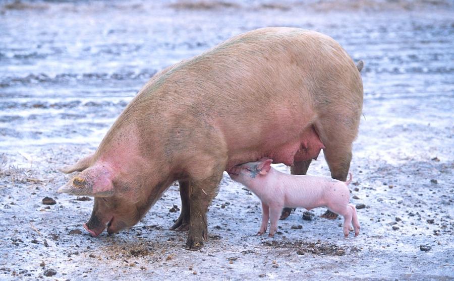 [Uwaga] Oszuści podszywają się pod inspektorów weterynaryjnych. Jak ich rozpoznać?