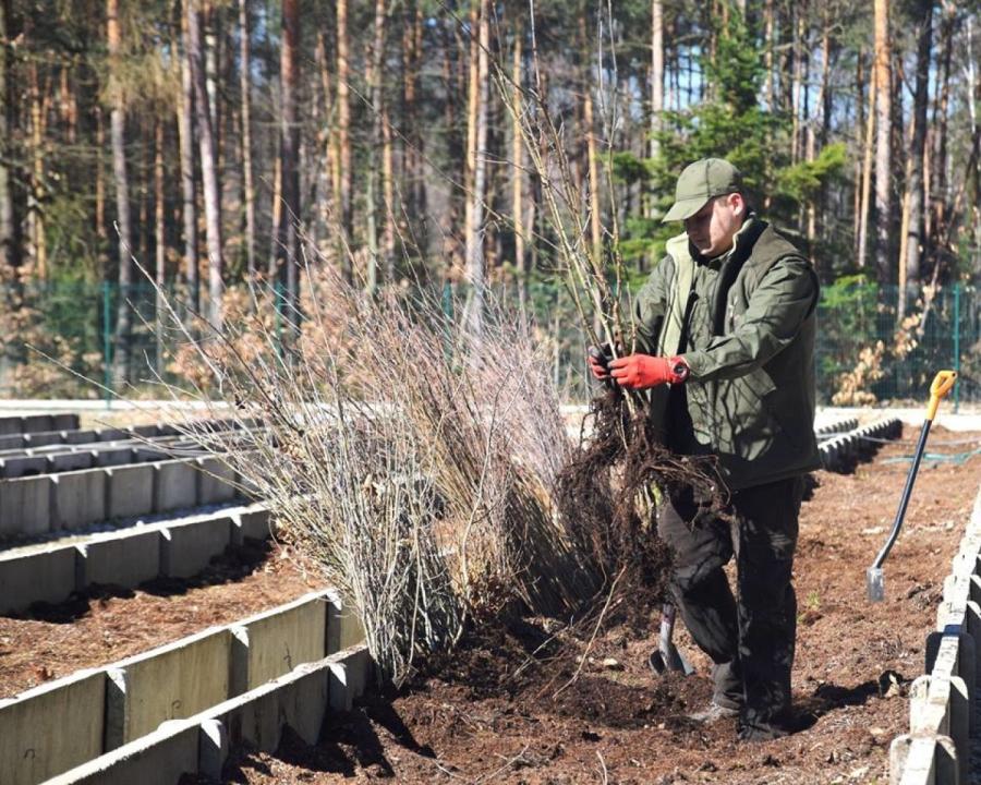 Hasło: zielone Radomsko. Darmowe sadzonki tylko do piątku