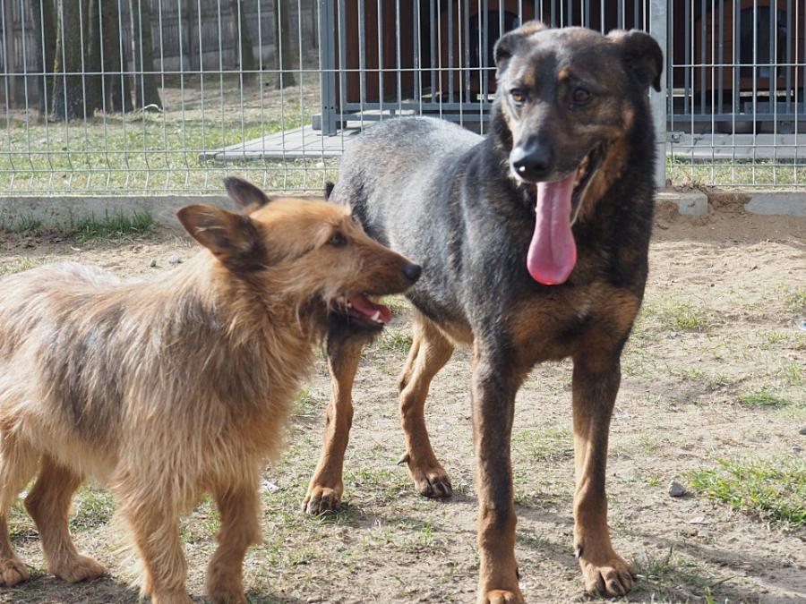 Dzień Bezdomnych Zwierząt. Adopcja za złotówkę. 112 psów i 14 kotów czeka