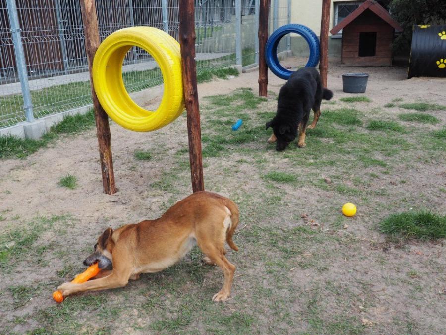 Mini Dog Park w schronisku dla bezdomnych zwierząt