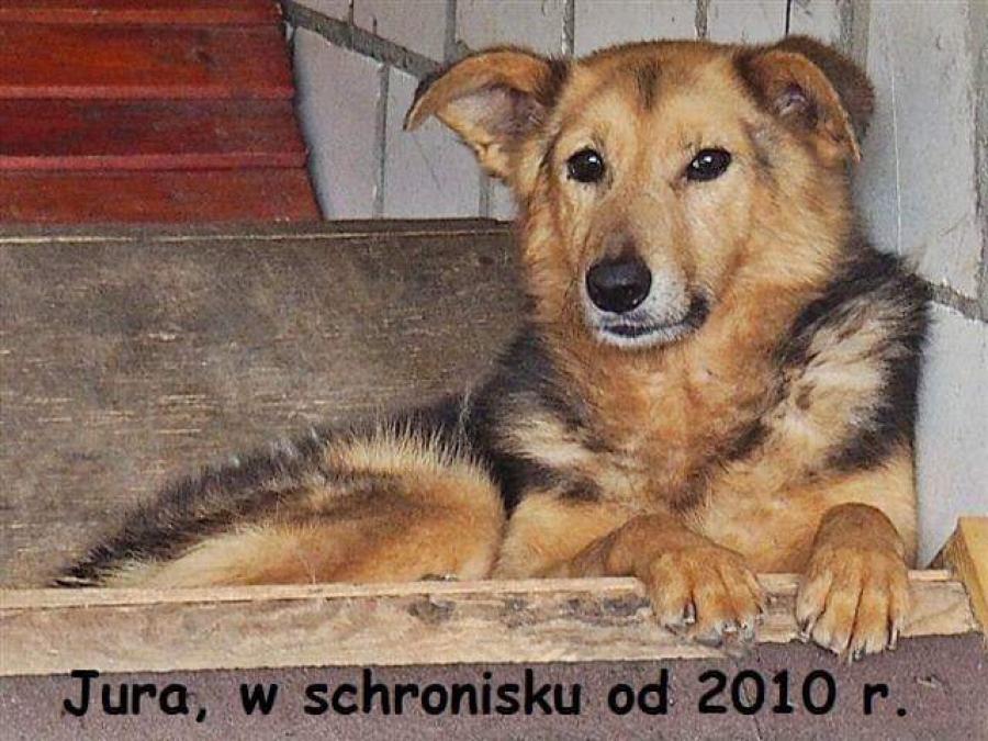 Wspomóż bezdomne zwierzaki. Wolontariusze organizują kiermasz