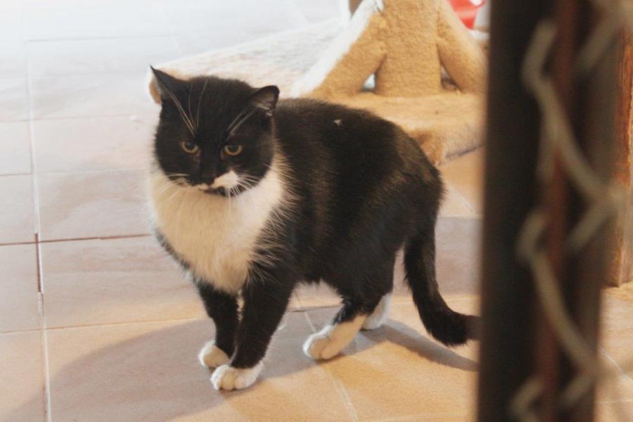 Od piątku w schronisku adopcja za symboliczną złotówkę