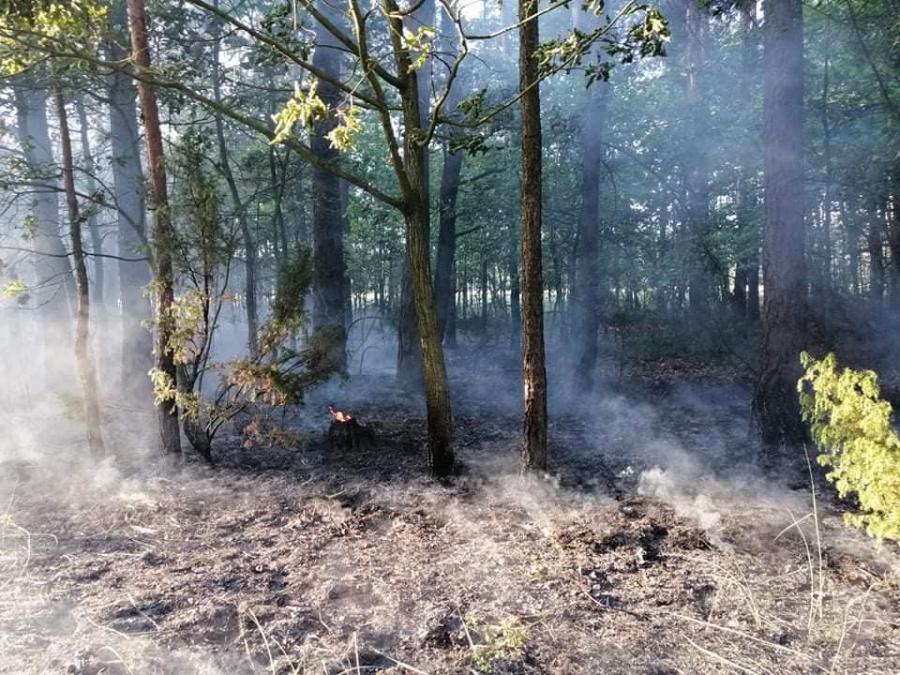 Pożar poszycia leśnego w Dąbrowie w gminie Kamieńsk