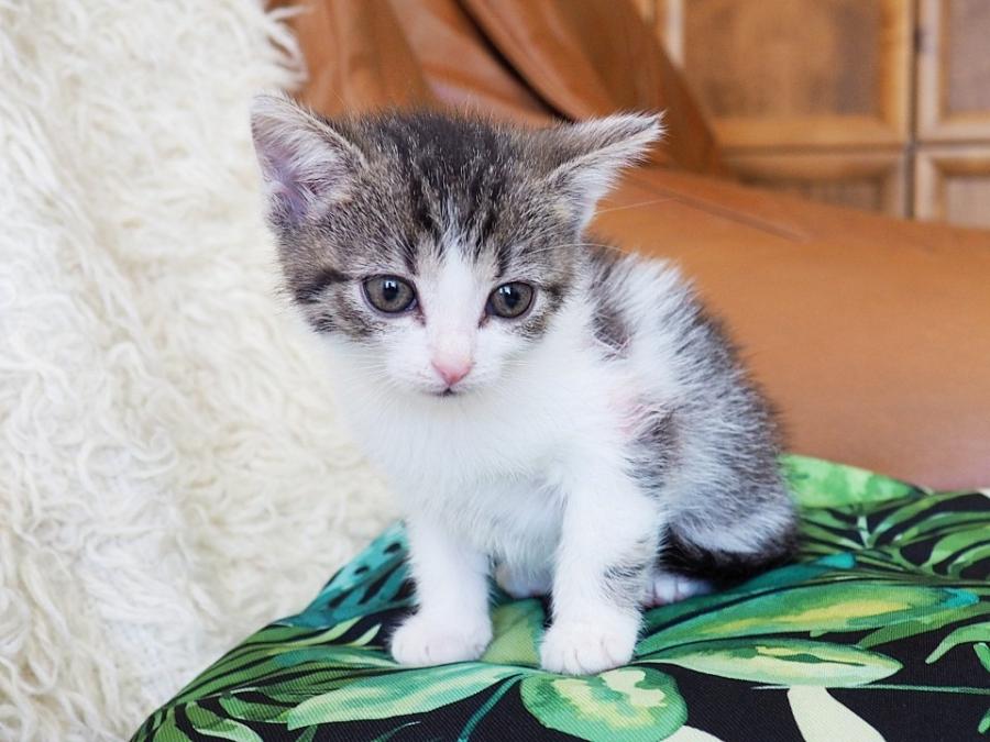 Adoptuj kota za symboliczną złotówkę w Schronisku dla Bezdomnych Zwierząt