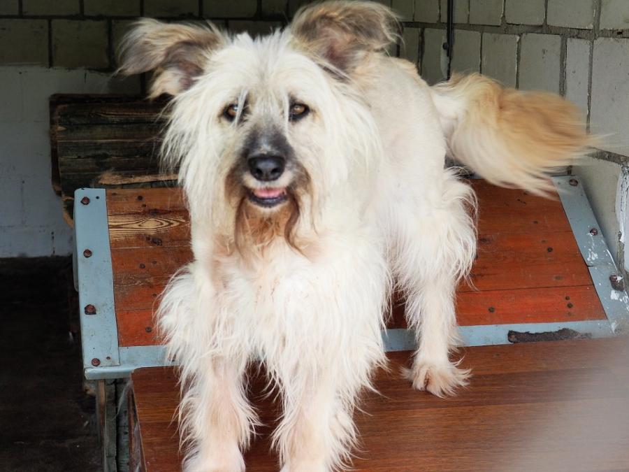 [ZDJĘCIA] Dziś Światowy Dzień Psa. Z tej okazji adopcja za symboliczną złotówkę