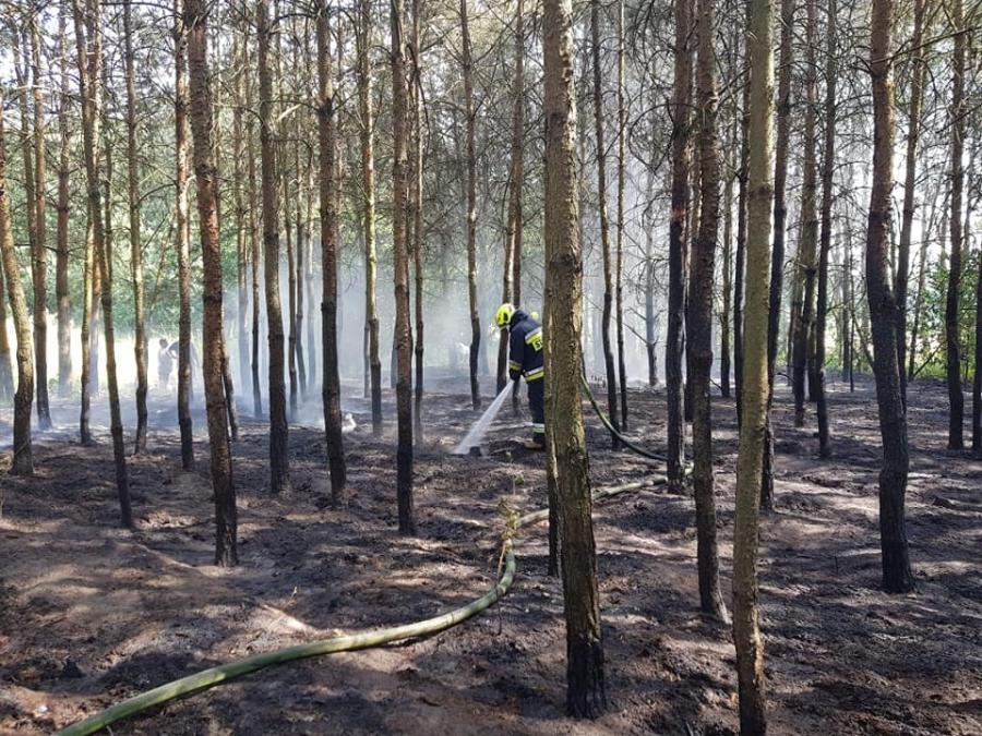 Gmina Masłowice: pożar poszycia leśnego, spłonęło 20 arów