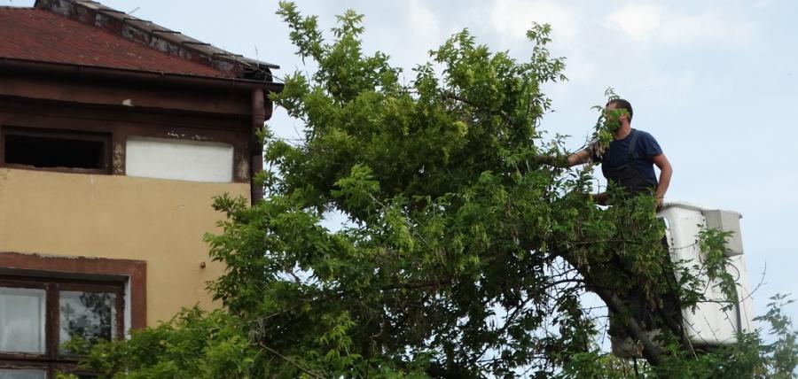 Przedostatnie duże drzewa na Reymonta wycięte. Zostały dwa. Też do wycinki [Remont]